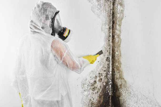 Best Mold Testing  in Healdton, OK