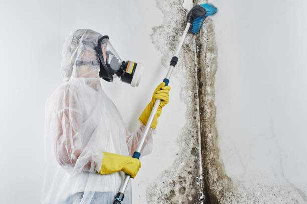 Best Toxic Mold Removal  in Healdton, OK