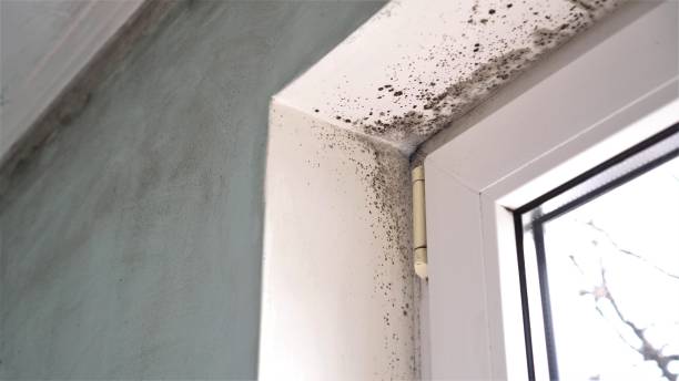 Best Attic Mold Removal  in Healdton, OK