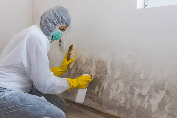 Best Certified Mold Removal  in Healdton, OK