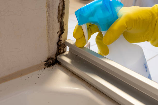 Best Same-Day Mold Removal  in Healdton, OK