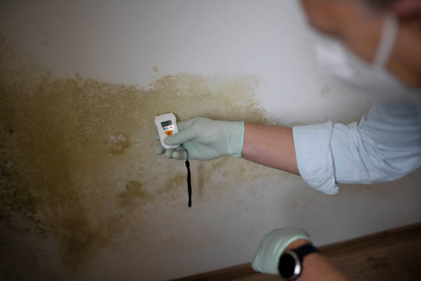 Best Home Mold Removal  in Healdton, OK