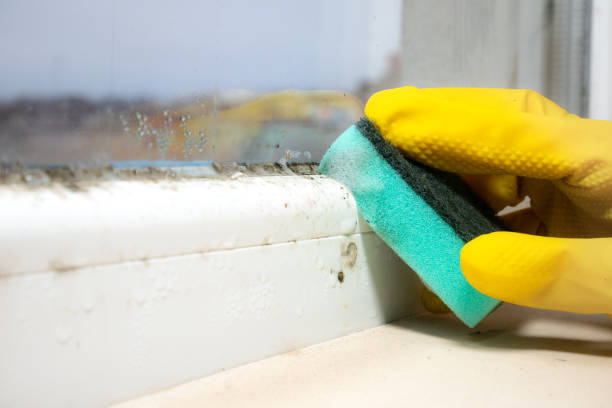 Best Mold Removal Company Near Me  in Healdton, OK