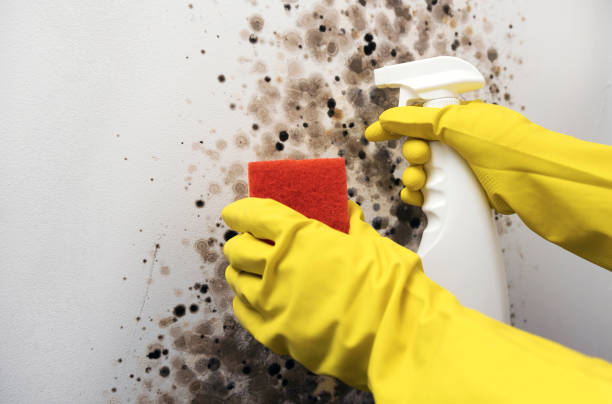 Best Local Mold Removal Service  in Healdton, OK