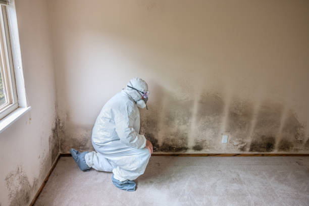 Reliable Healdton, OK Mold Removal Solutions