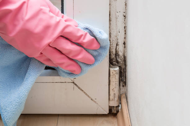 Best Fast Mold Removal  in Healdton, OK