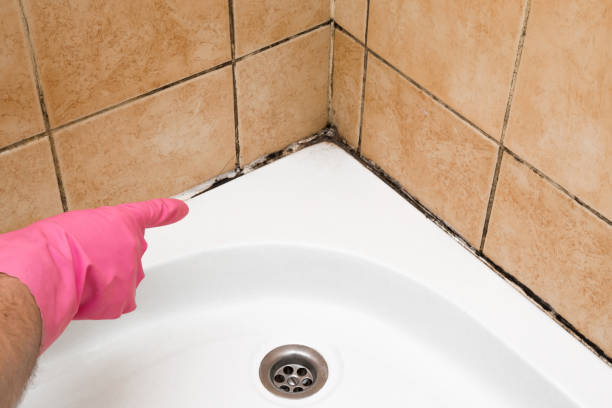 Best Same-Day Mold Removal  in Healdton, OK